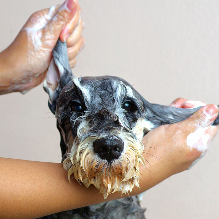 Pet-Fresh-Pet-Washing.jpg